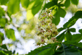 Horse Chestnut Tree